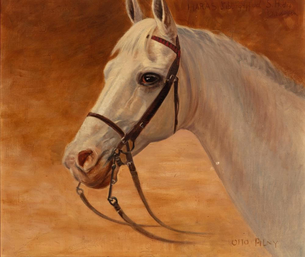 Haras, cavallo bianco